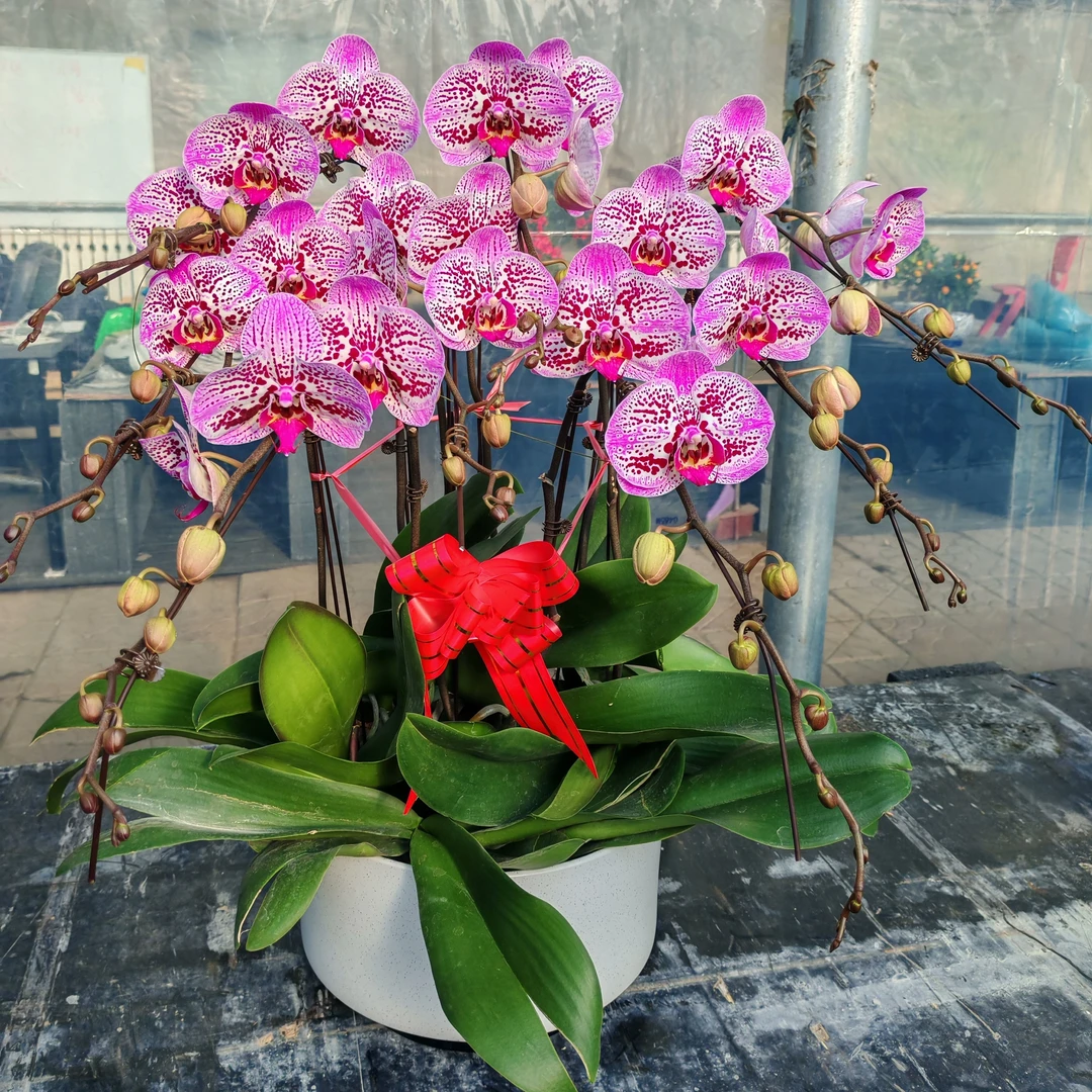 【8株招财猫蝴蝶兰】带花带花苞带瓷盆送货上门