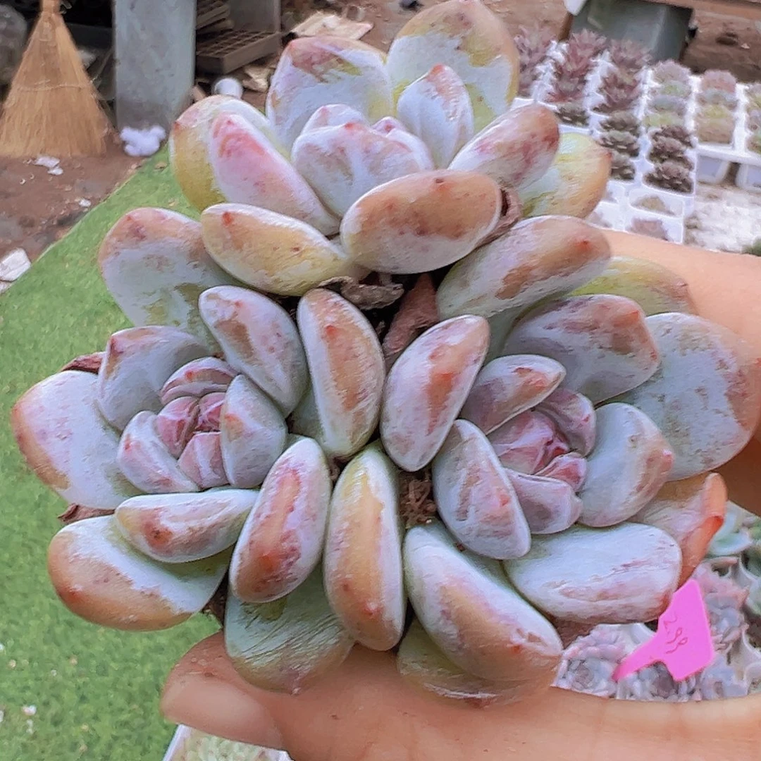 石榴籽群糖心19包邮