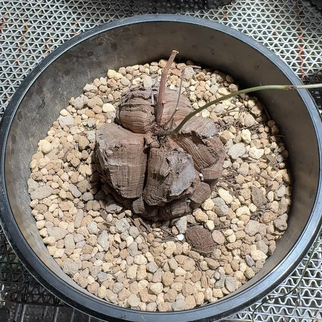 龟甲龙哈哈哈哈哈哈哈