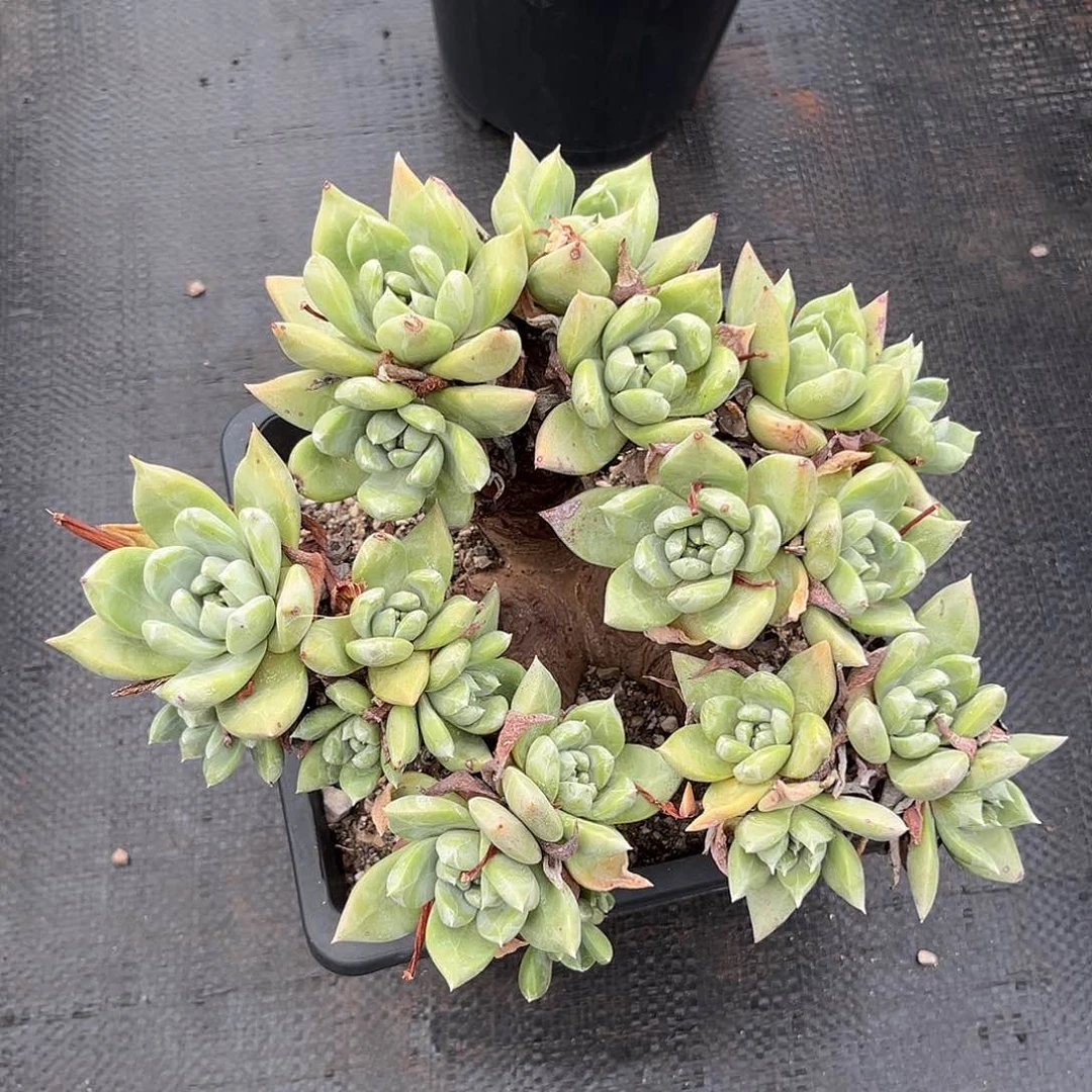 布***猫绿拇指杂，仙女杯多肉