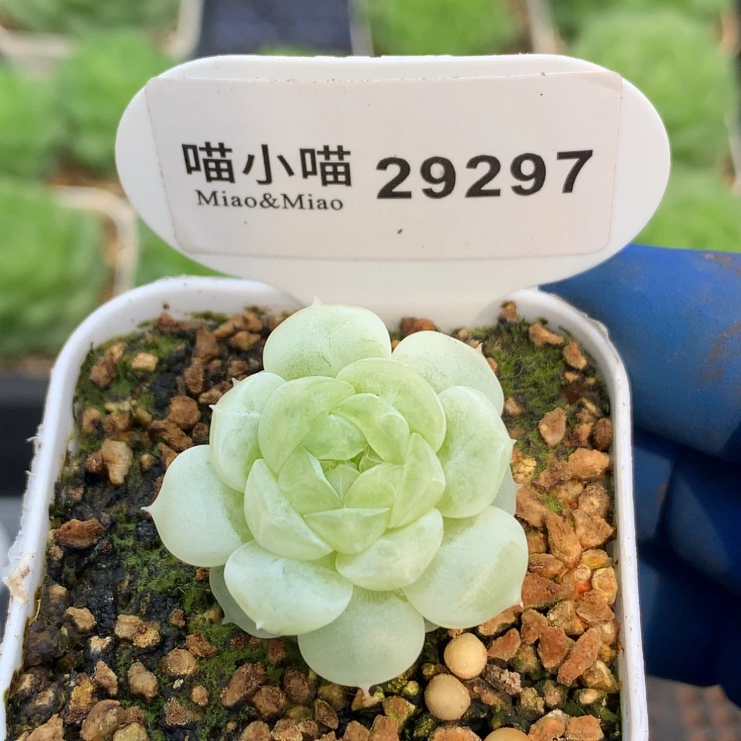 J****多肉植物杂交珍妮