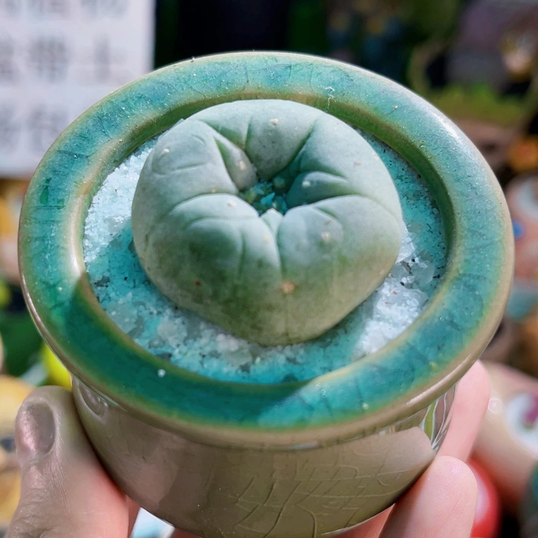 037海鲜连盆带土包邮