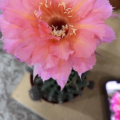 山脉，5-8公分左右