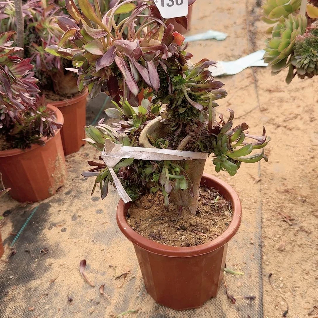 136黑法师一颗呀呀