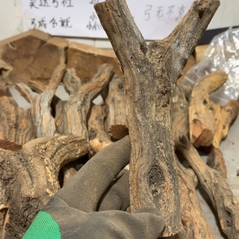 大果紫檀（缅甸花梨）长****学