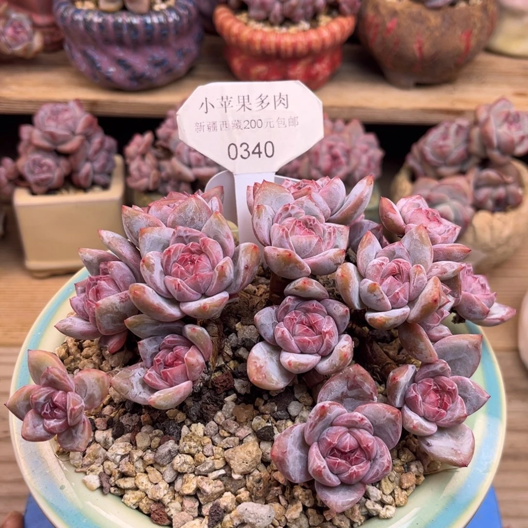 紫皮紫心340/16cm18头