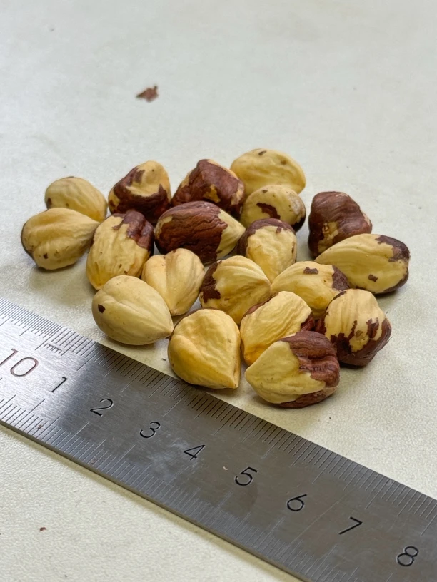 《段小段专属》东北特产黑龙江伊春熟原味长毛大榛子 开口210颗粒