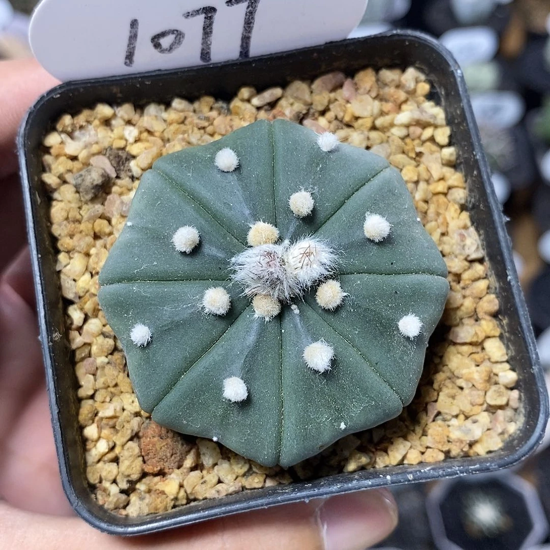 实生海星兜1077号5cm
