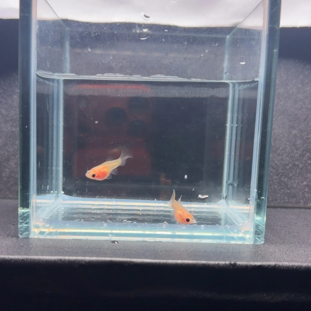 孔雀鱼幻彩母鱼2条