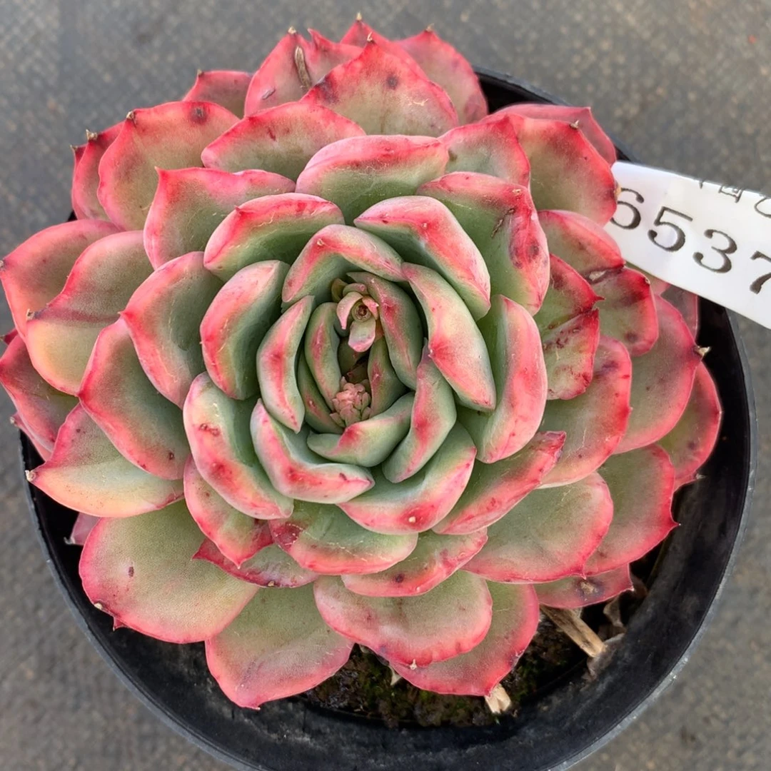 6537杂交多肉植物