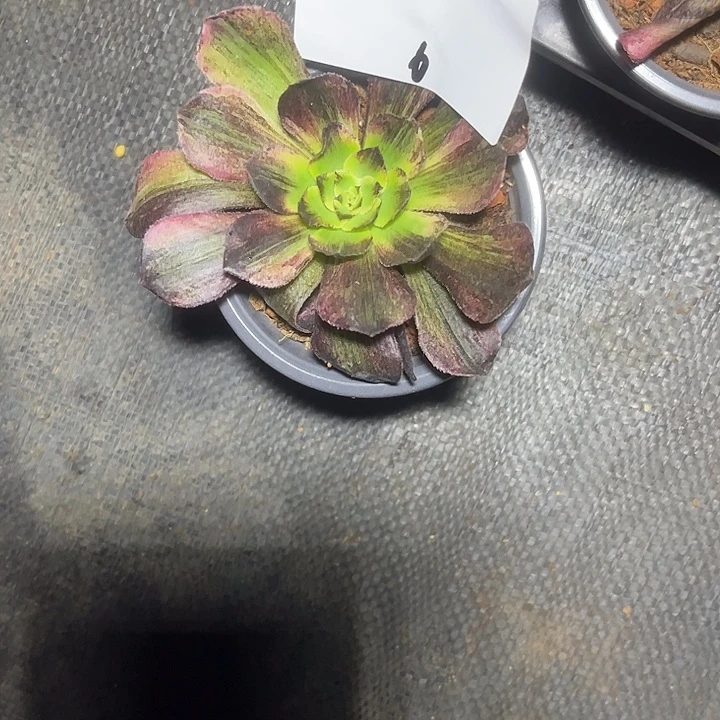 雨***夜伯娇天骄多肉植物保护专业6