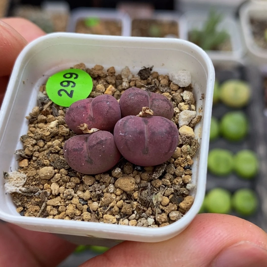 杂交漂亮多肉植物299