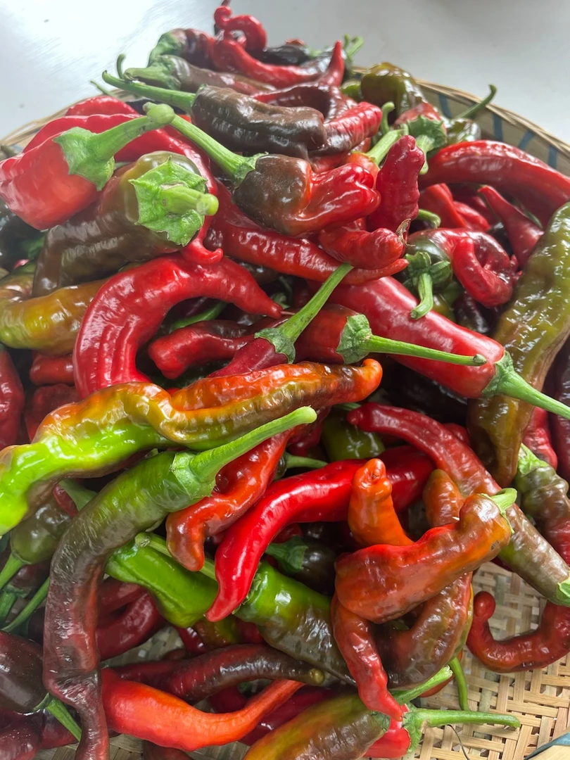 湖南益阳本地软皮紫红辣椒链接（中通速运）