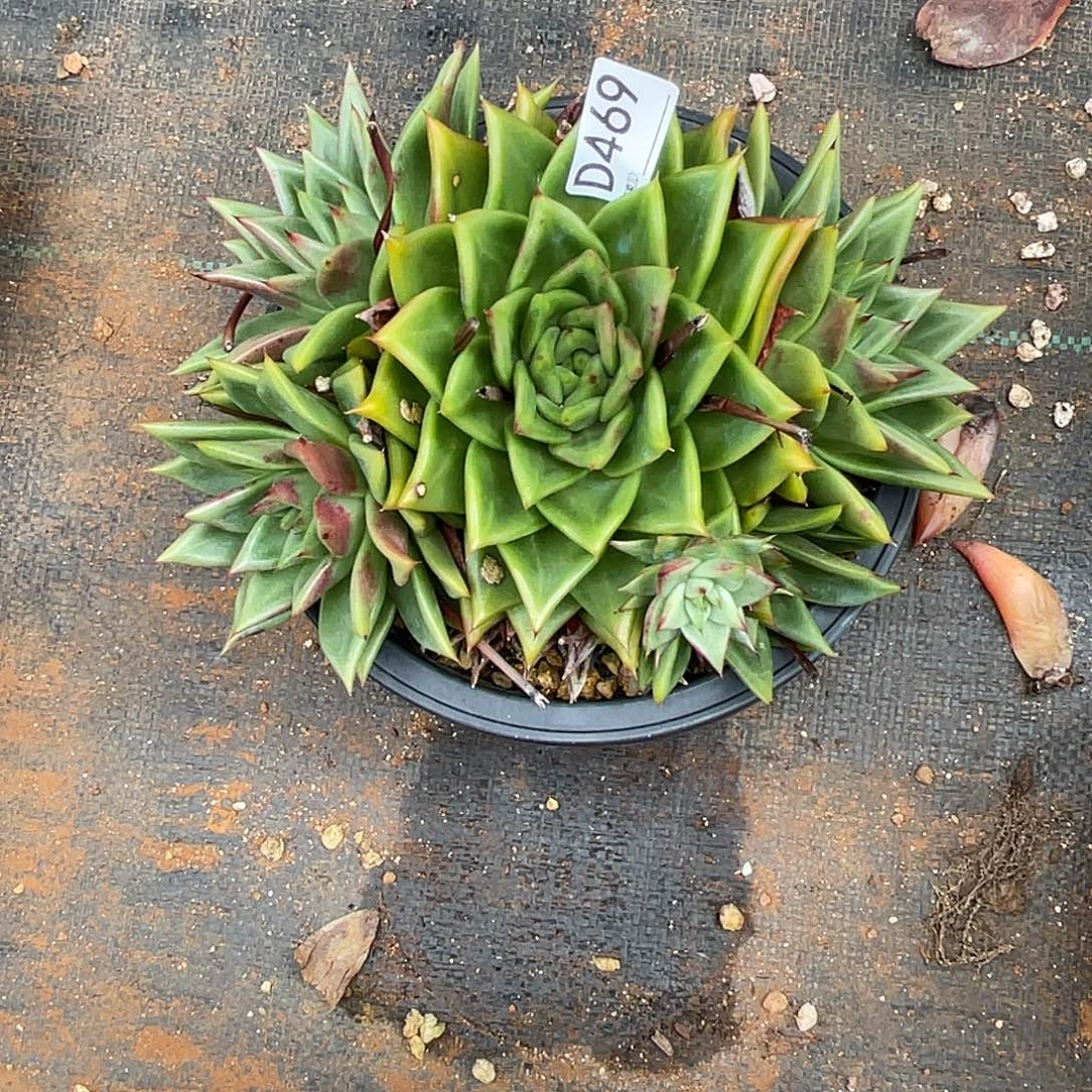 若如东云组拍D469
