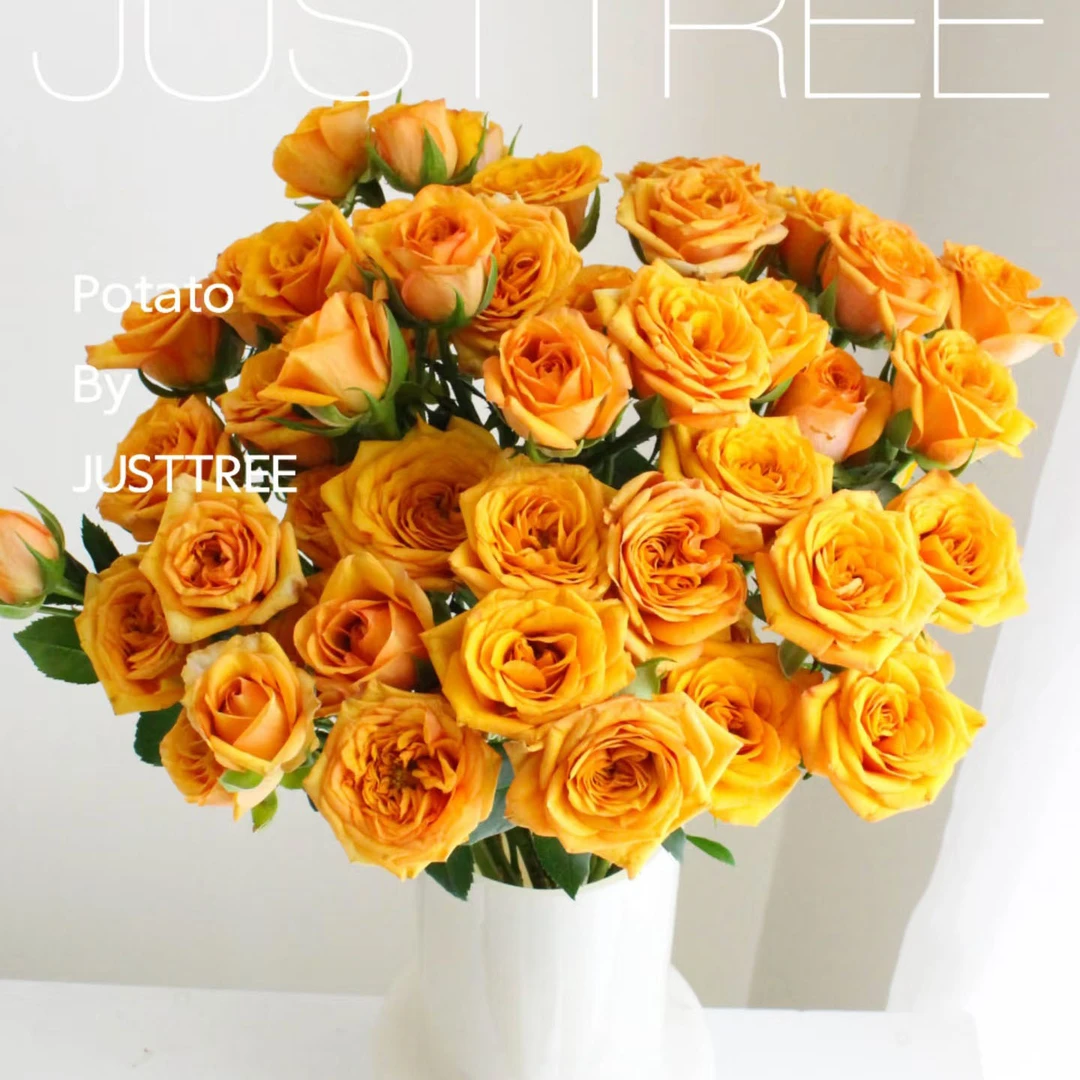 【金色麦浪多头玫】高等级玫瑰/全场1单送货上门（2单升级顺丰包邮）