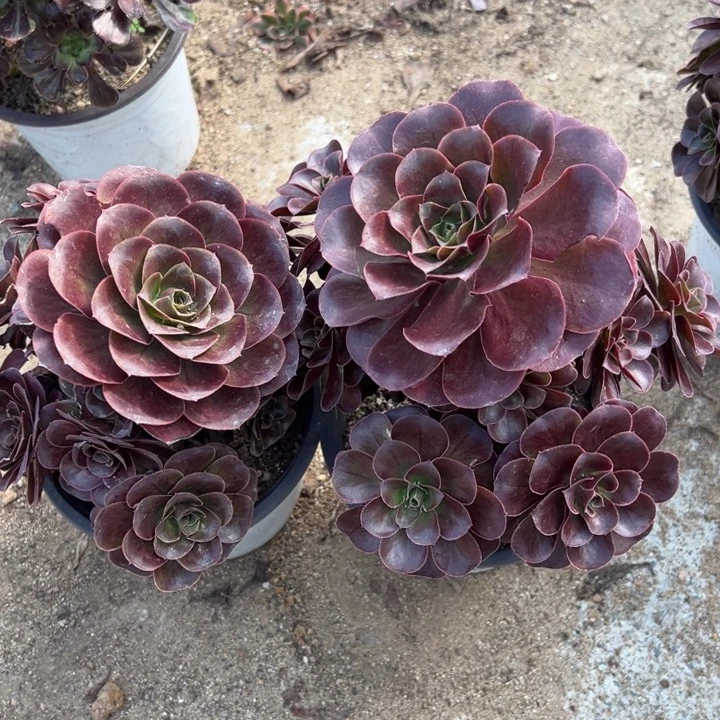 魅金玫瑰两颗组不周正多肉量