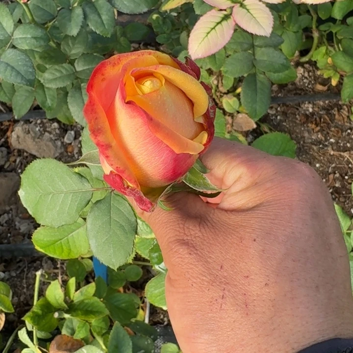 无花朵鹅卵石一加仑