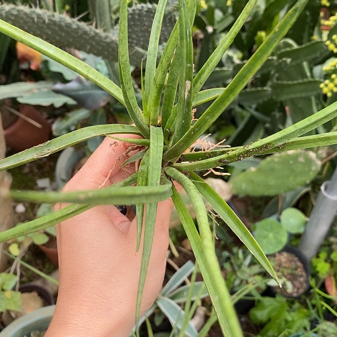 帕瓦虎皮兰发3颗。