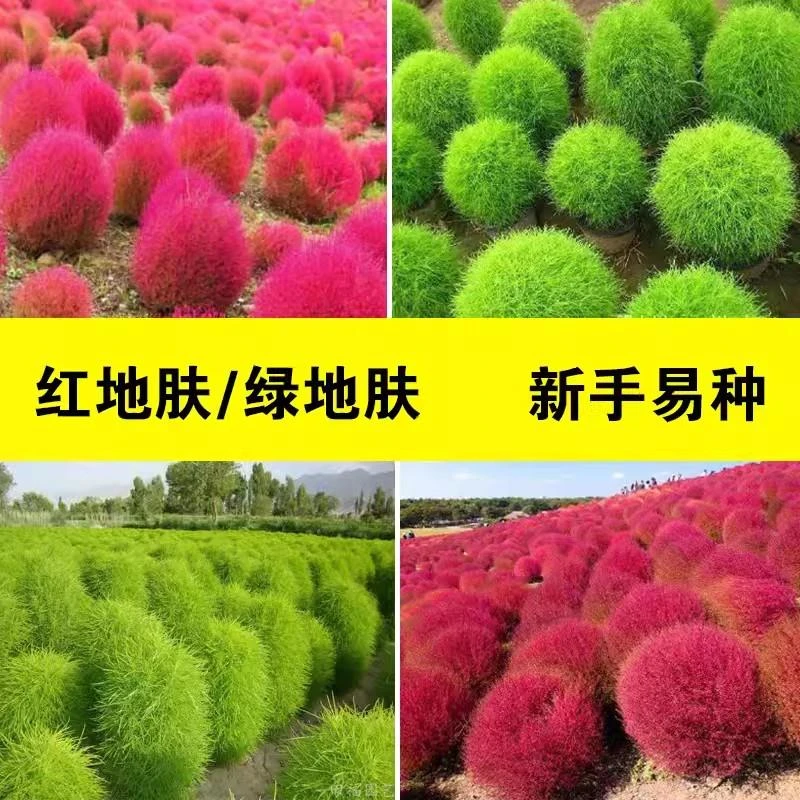 新红地肤种子绿地肤花种子阳台扫帚苗孔雀松景观花海庭院草花种子