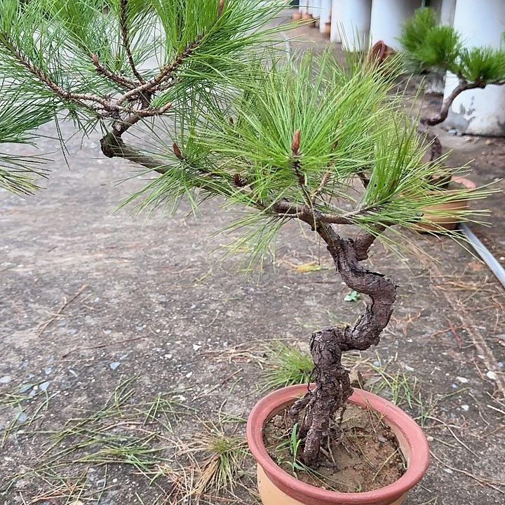道***香无花朵盆栽植物黄山盆景