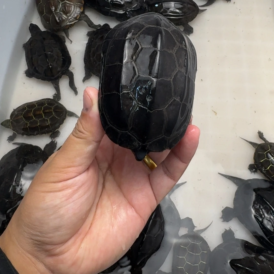 绿毛龟公小碳墨苏北