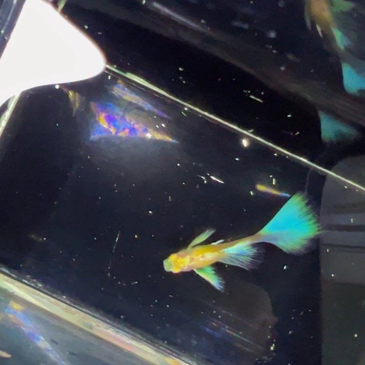 海水鱼蓝白飞船一对