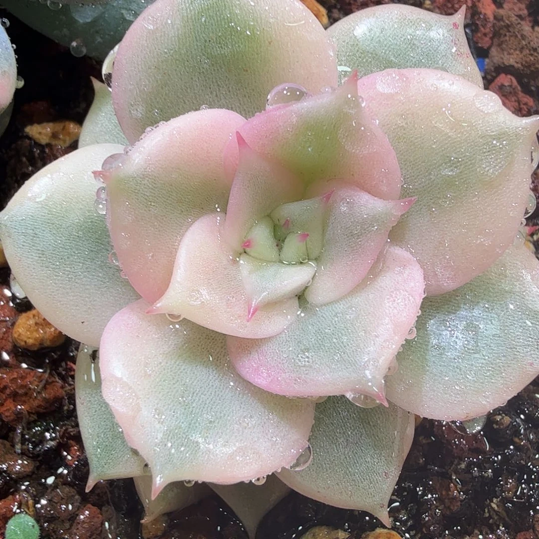 贝加尔湖锦，多肉植物