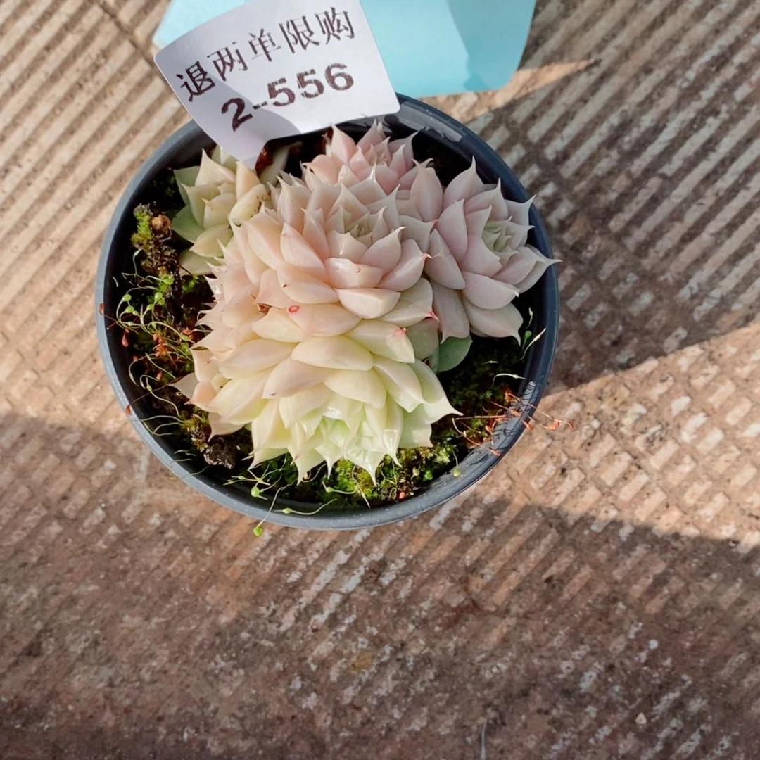 向*?2-556 新疆西藏内蒙不发货 零下不拍保温箱多肉