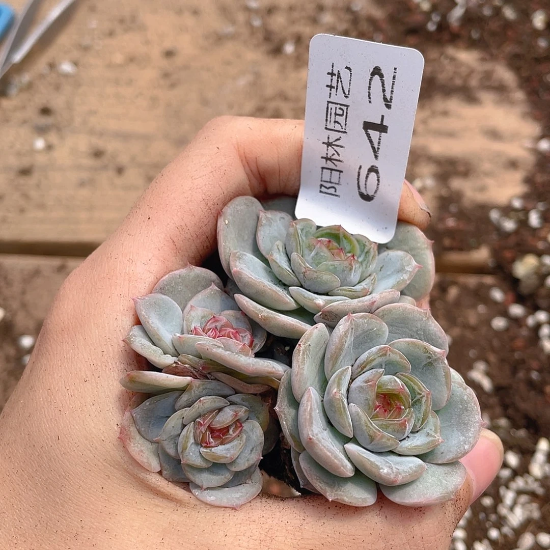 多肉植物多肉植物642