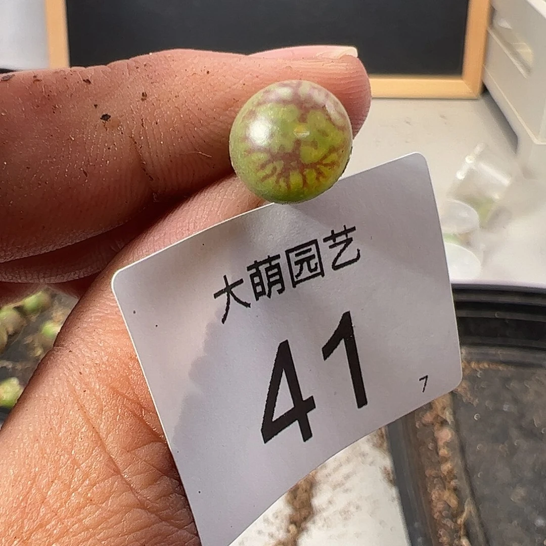 000041 一物一拍……