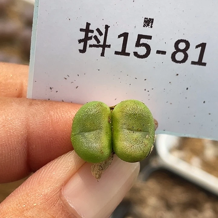 15-81水晶鞋多肉植物