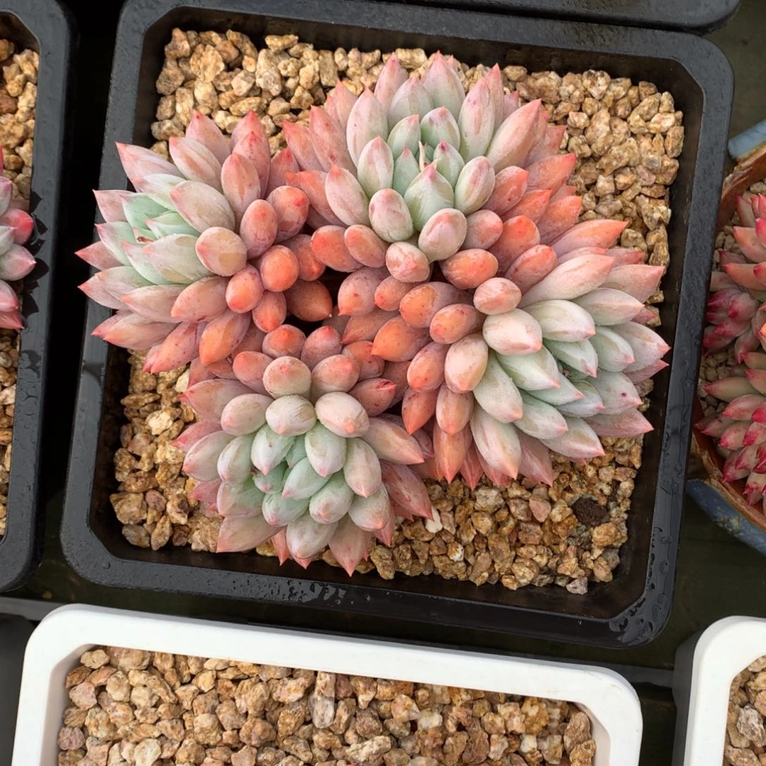 所罗门 多头 一颗