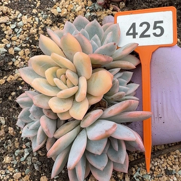 橙子锦默认砍425.