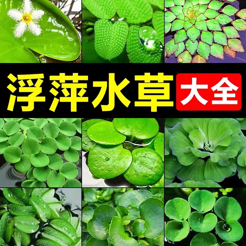 浮萍水草圆心萍乌龟鱼缸造景净化水质古法养鱼生态缸一叶莲水草