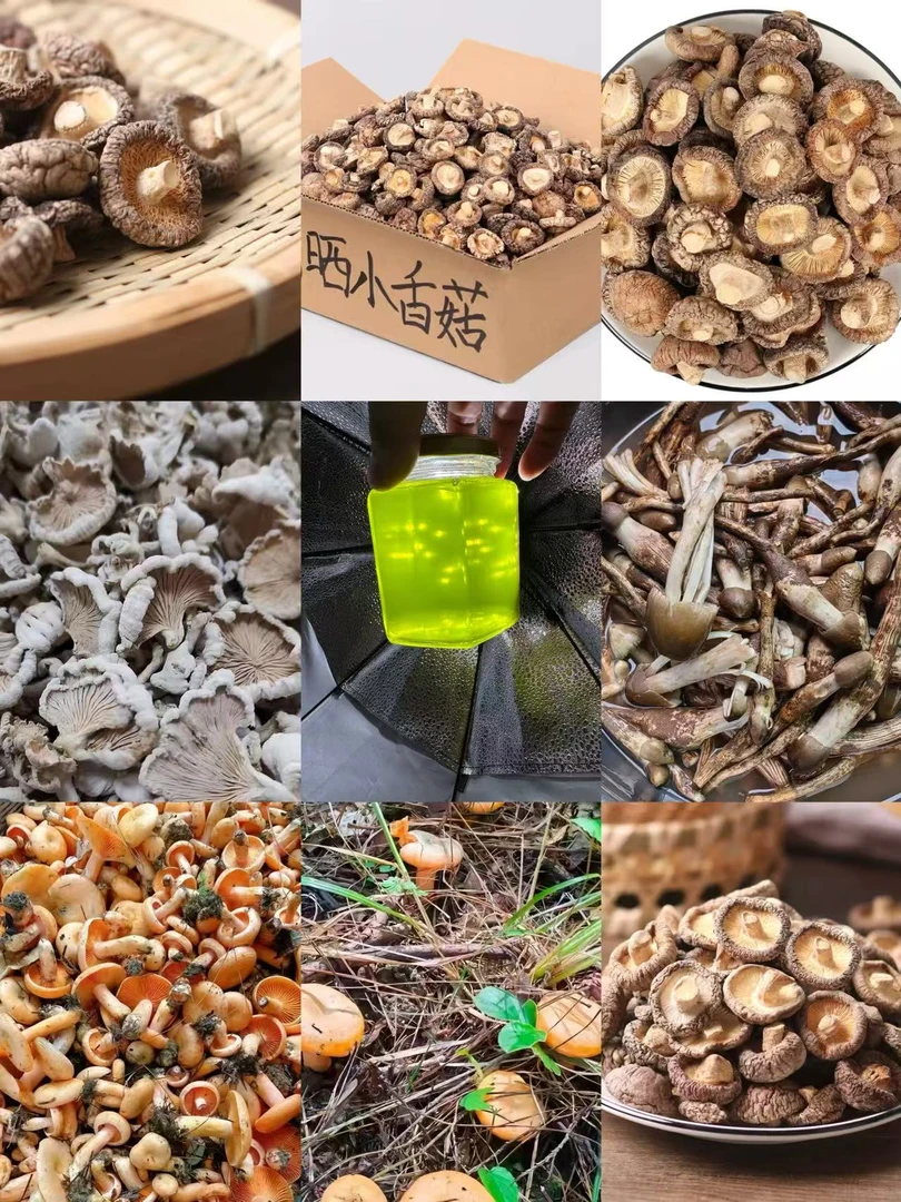 滇缅藏山货 丰密非香菇