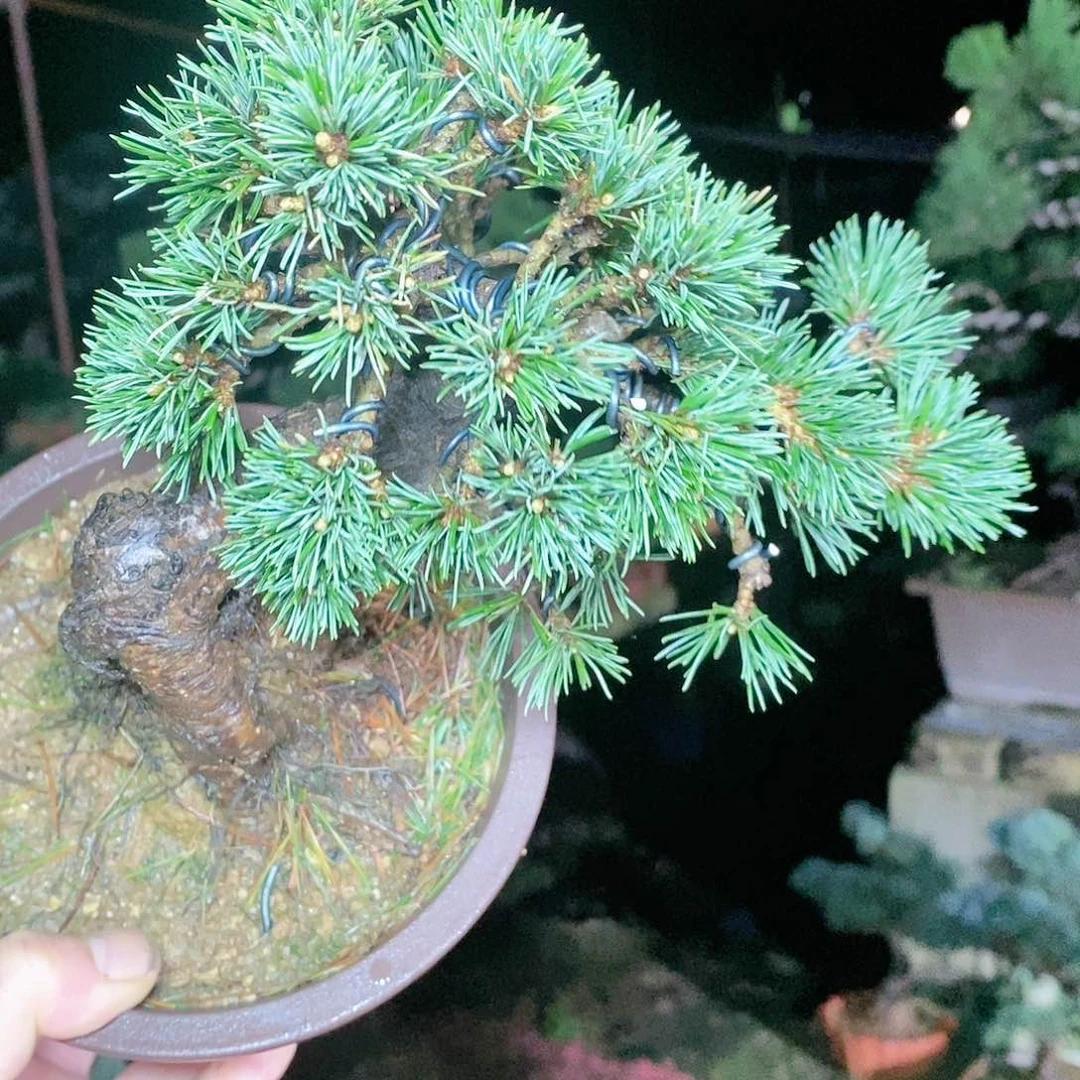 【闪购商品】无花朵