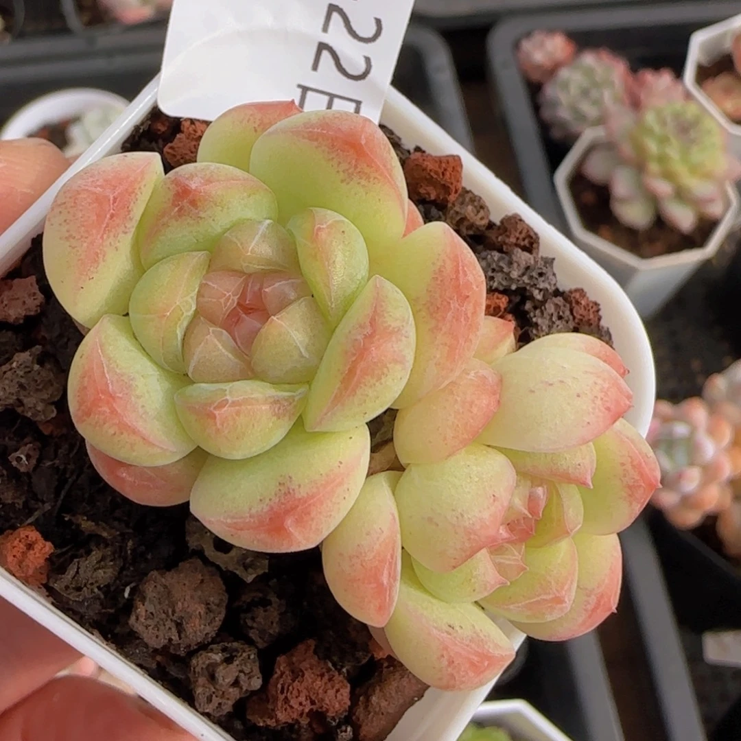 甜心双头一颗脱土