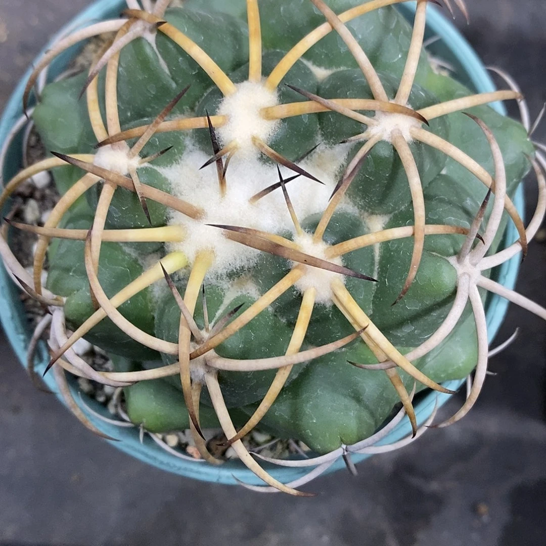 实生  安宅象牙9公分左右一物一拍