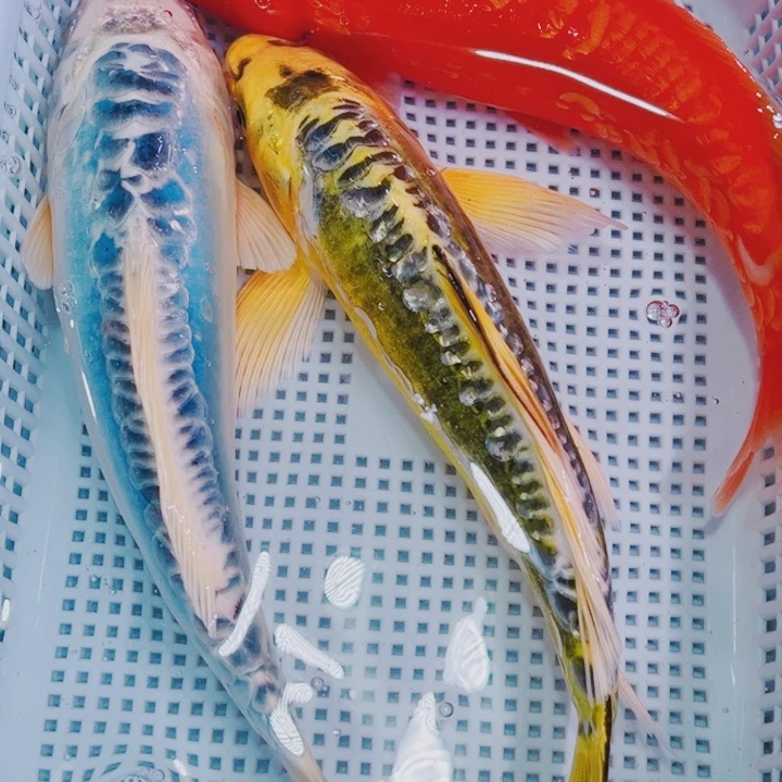 海水鱼锦鲤冷水观赏鱼141