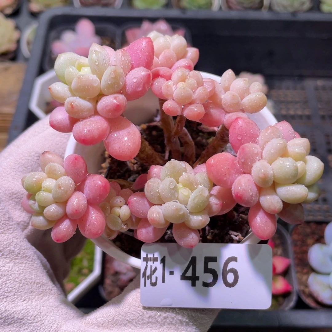 花利美1-456洛可可