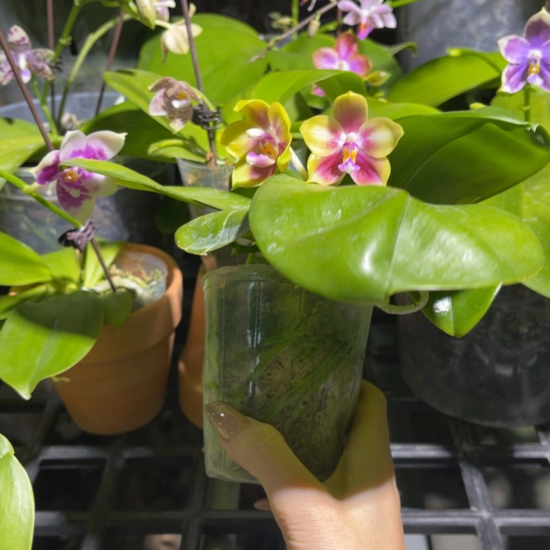 完全开放蝴蝶兰原生