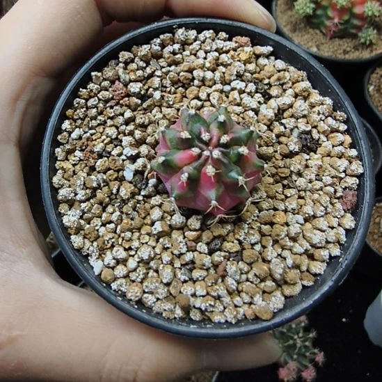 枫叶侧芽带盆土发货