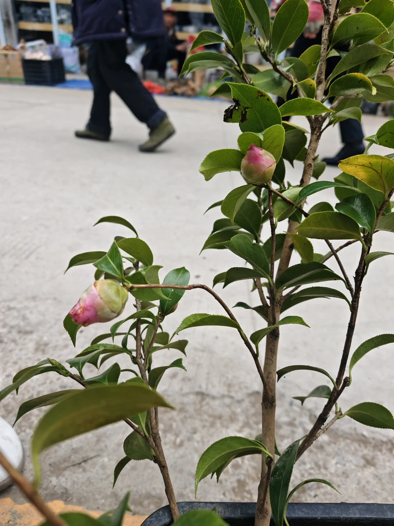 [同源南滇]云南山茶花树