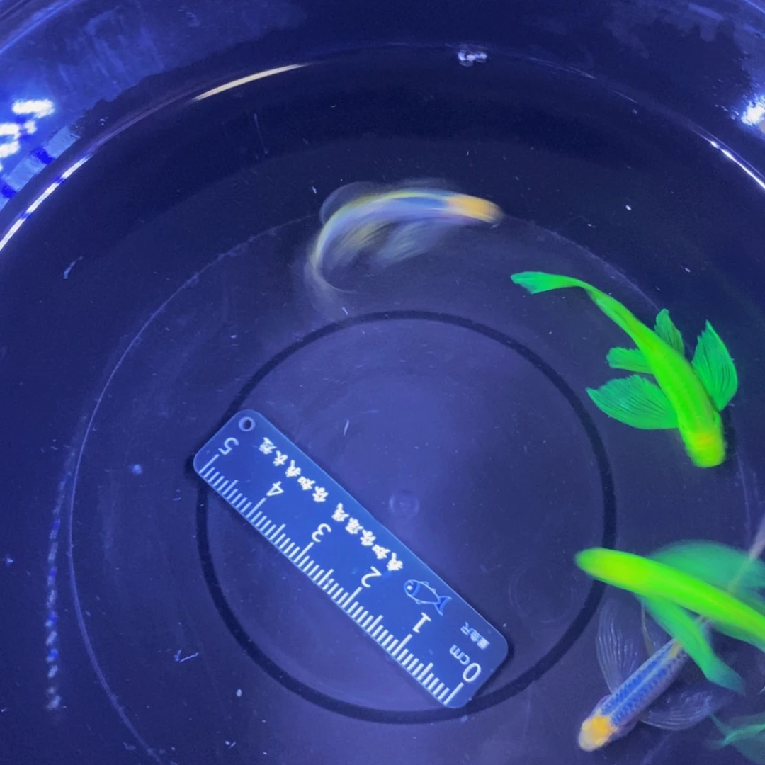 斑马鱼蝶翼斑马3.5-4厘米4条