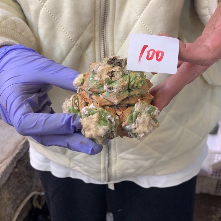 岩牡丹100号。。。。。。。。。。。