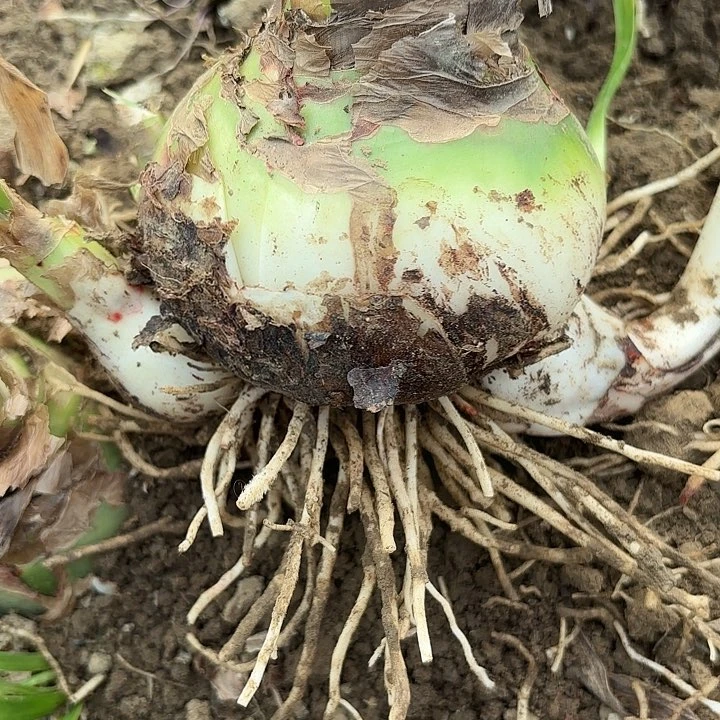 @****子甜蜜有标3998包对版