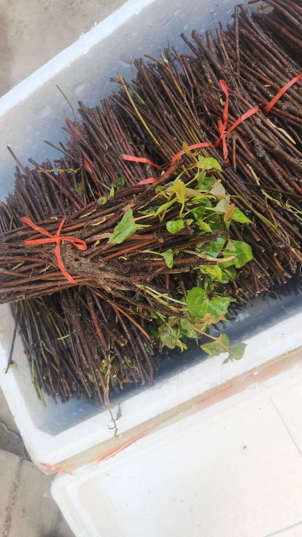 高产量改良何首乌苗种苗新鲜藤经苗