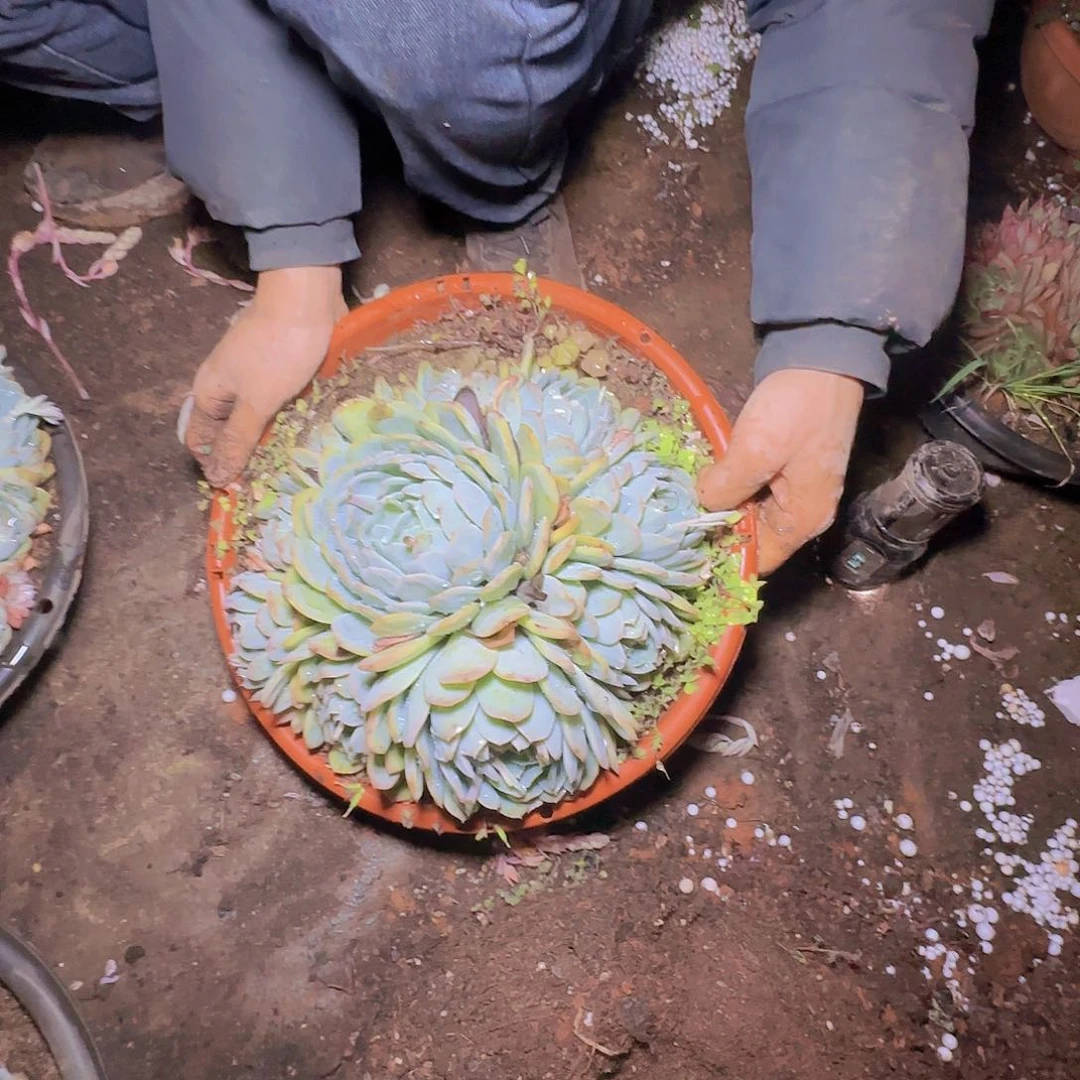 盆栽莎莎女王多肉