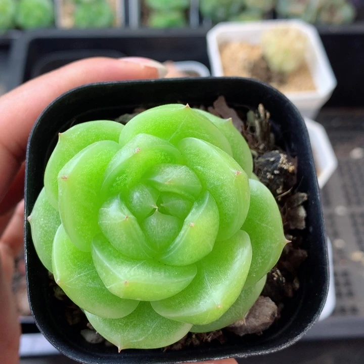 58包邮  群生不包整 89