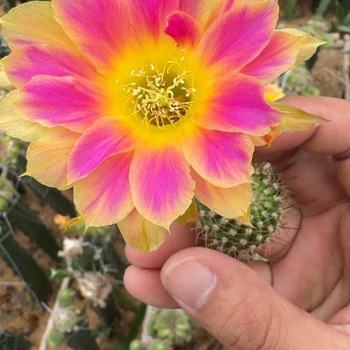 209丽花阳光明媚歪3公分左右无根侧牙，20包邮